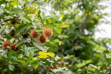 Ağaçta asılı kırmızı olgun meyveli Rambutant çiftliği resmi.