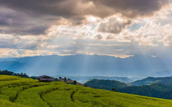 Imagem Dia Ensolarado Beleza Campo Arroz Dourado Com Terraço Com — Fotografia de Stock