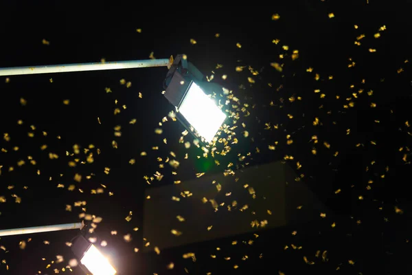 image of A group of termite queen flying at the bright lights at night.