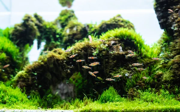 Tanque Plantas Acuáticas Hecho Con Arreglo Piedra Dragón Sustrato Del — Foto de Stock