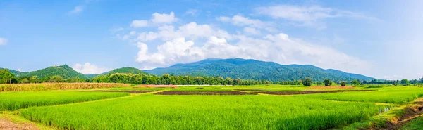 Panorama Imagem Beleza Dia Ensolarado Campo Arroz Com Céu Azul — Fotografia de Stock