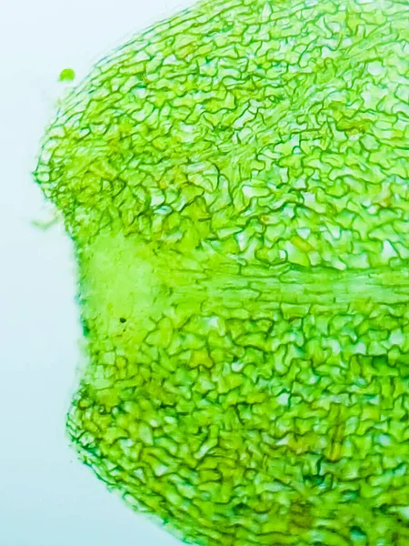 Abstracte Vervaging Close Van Groene Waterplanten Cellen Onder Microscoop Verticaal — Stockfoto