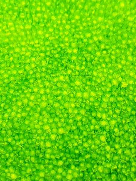 显微镜下的绿色水生植物细胞的抽象模糊闭合镜头 — 图库照片