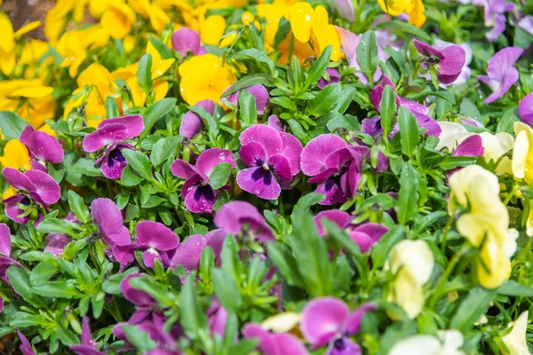 Imagem Canteiro Flores Fantasia Lado Rua Japão — Fotografia de Stock