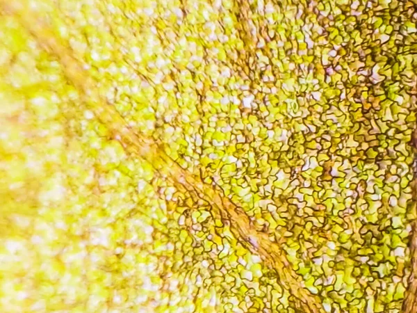 Abstrakte Unschärfen Nahaufnahmen Roter Wasserpflanzenzellen Unter Dem Mikroskop Vertikal — Stockfoto