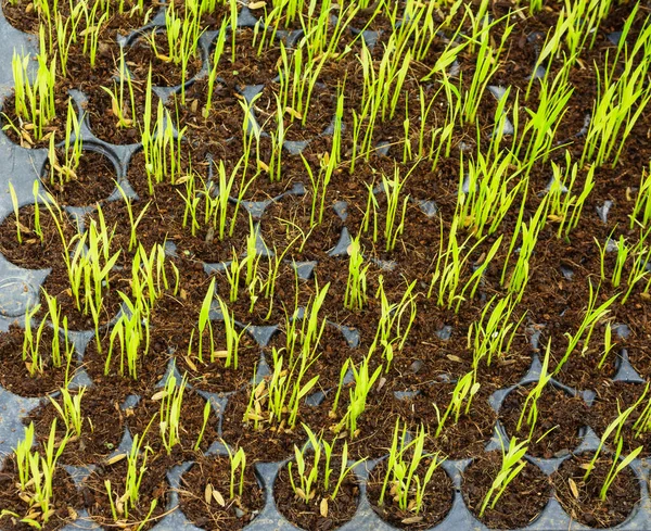Rice Seedlings Were Planted Plastic Hole Nursery Rice Plants Sprouting — Stock Photo, Image