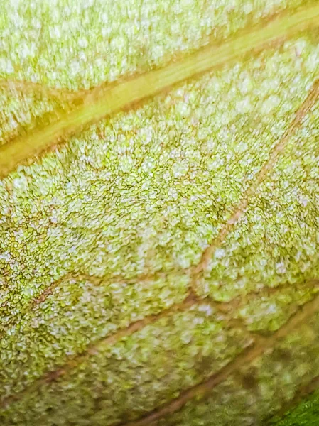 Abstrato Borrão Close Células Vegetais Aquáticas Vermelhas Microscópio Vertical — Fotografia de Stock
