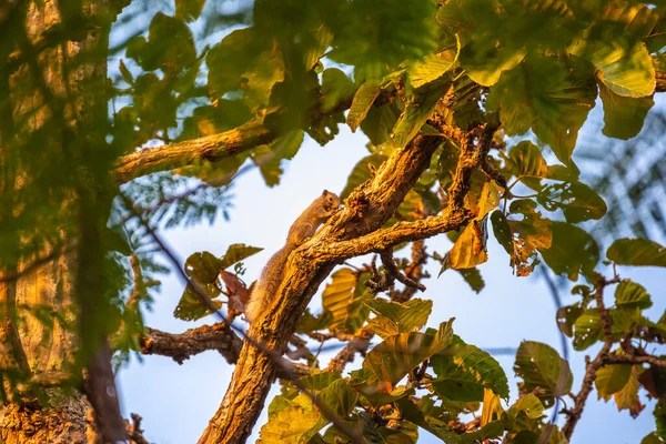 Squirrel Sticking Branches Gnawing Bark Find Food Daytime — Stock Photo, Image