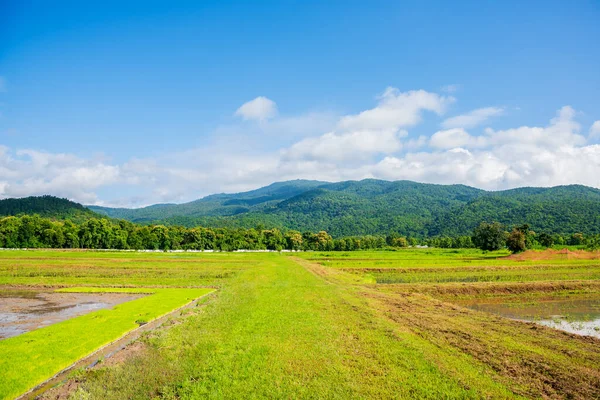 Bild Skönhet Solig Dag Risfältet Med Blå Himmel Och Berg — Stockfoto