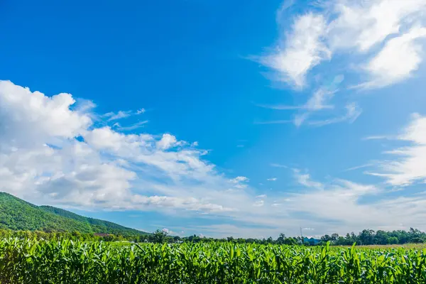 Imagen Del Campo Maíz Montaña Día Fondo — Foto de Stock