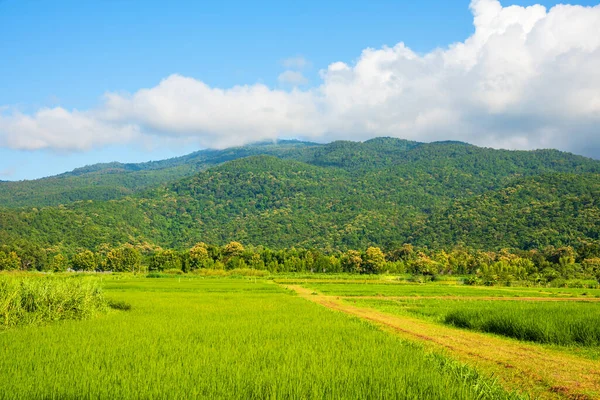 Imagen Belleza Día Soleado Campo Arroz Con Cielo Montaña Fondo — Foto de Stock