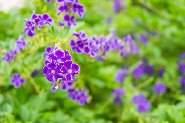 Close Bela Duranra Florescendo Com Flores Violetas Dia — Fotografia de Stock