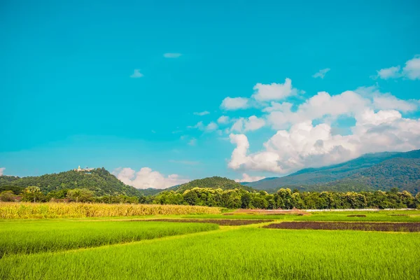 Imagen Tono Vintage Belleza Día Soleado Campo Arroz Con Cielo —  Fotos de Stock