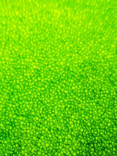 Abstract Blur Close Shot Green Aquatic Plant Cells Microscope Vertical — Stock Photo, Image