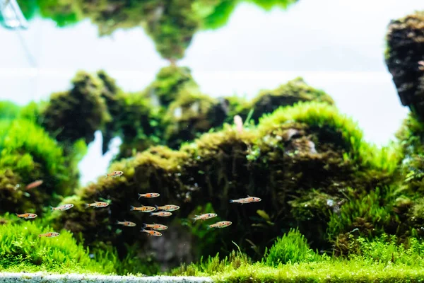 Tanque Plantas Acuáticas Hecho Con Arreglo Piedra Dragón Sustrato Del — Foto de Stock