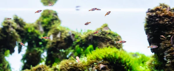 Rasbora Anão Boraras Maculatus Nadar Tanque Plantas Aquáticas Verdes — Fotografia de Stock