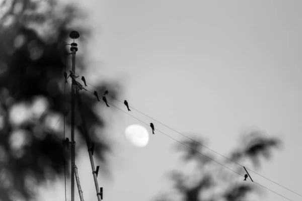 Imagem Preto Branco Aves Pegar Pólo Elétrico Dia Tempo Com — Fotografia de Stock