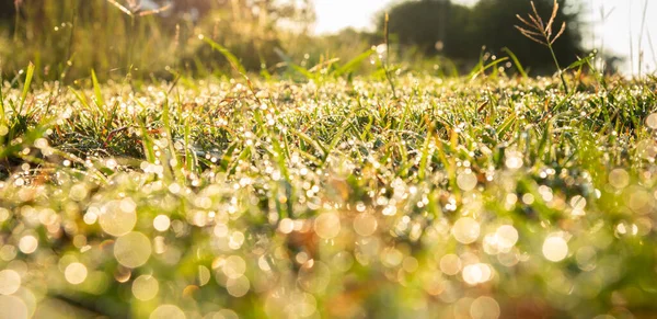 Imagen Campo Hierba Con Gota Rocío Con Bokeh Mañana —  Fotos de Stock