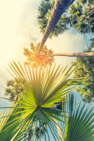 Vertical Vintage Tone Image Sugar Palm Tree Day Time — Stock Photo, Image