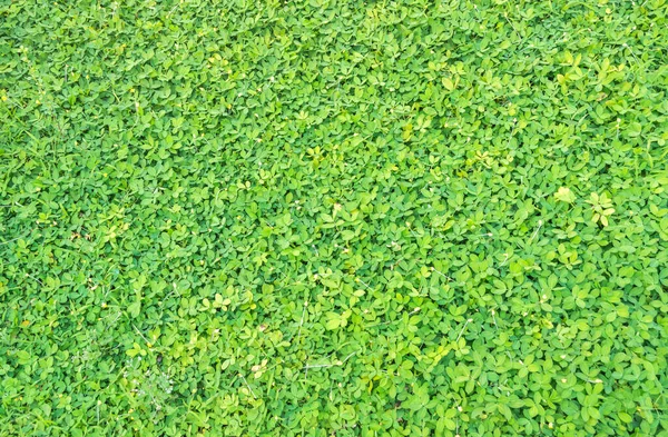 Зображення Зеленої Листяної Стіни Фонового Використання — стокове фото