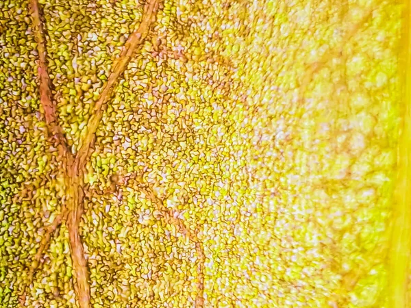显微镜下 红色水生植物细胞的抽象模糊闭合镜头 — 图库照片