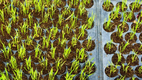 Sadzonki Ryżu Były Sadzone Plastikowym Szkółce Otworów Roślinami Ryżu Kiełkującymi — Zdjęcie stockowe