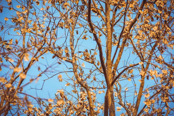 Вінтажне Тонове Зображення Сухого Листя Гілці Дерева День Фону — стокове фото