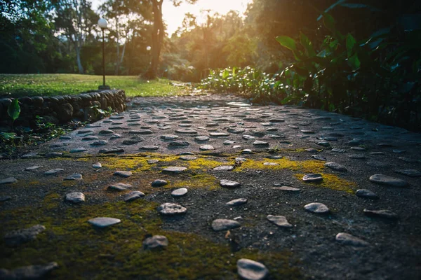 Vintage Ton Bild Mossig Promenad Långt Grön Skog För Bakgrundsanvändning — Stockfoto