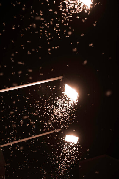 Вертикальное изображение группы термитной королевы, летящей на ярких огнях ночью.