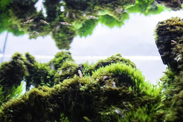 close up image of landscape nature style aquarium tank with dragon stone and variety of aquatic plants inside.