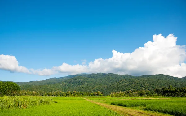 Image Beauté Journée Ensoleillée Sur Rizière Avec Ciel Montagne Arrière — Photo