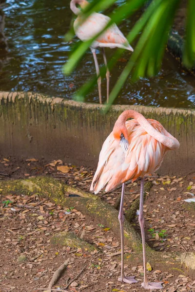 Pembe Flamingo Görüntüsü Yerde Duruyor Dikey — Stok fotoğraf