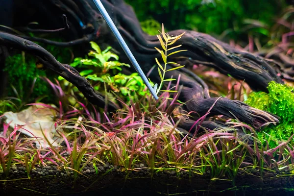 在淡水水族馆中种植树木的钳正在扭曲水生植物 — 图库照片