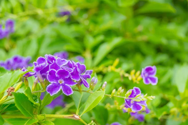 Primer Plano Hermosa Duranra Floreciendo Con Flores Violetas Día —  Fotos de Stock