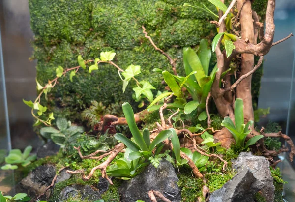 Terrarium Estilo Pequeno Jardim Com Rocha Madeira Deriva Recipiente Vidro — Fotografia de Stock