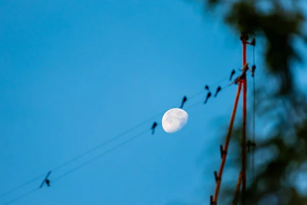 Imagem Lua Durante Dia Tem Pássaro Linha Energia Como Primeiro — Fotografia de Stock