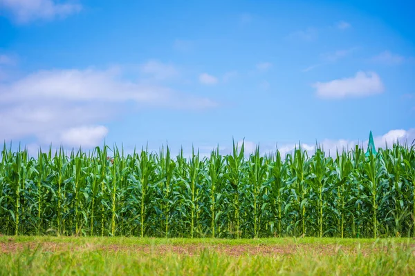 Зображення Кукурудзяного Поля Похмурого Блакитного Неба День — стокове фото