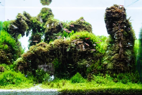 Wasserpflanzenbecken Mit Drachensteinanordnung Auf Bodensubstrat Mit Pflanze Hemianthus Callitrichoides Cuba — Stockfoto