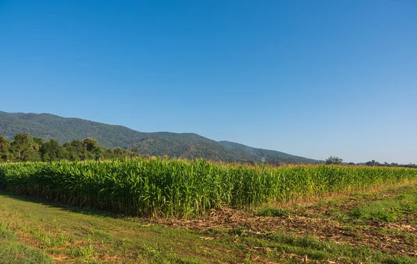 Зображення Кукурудзяного Поля Гори Фоні — стокове фото