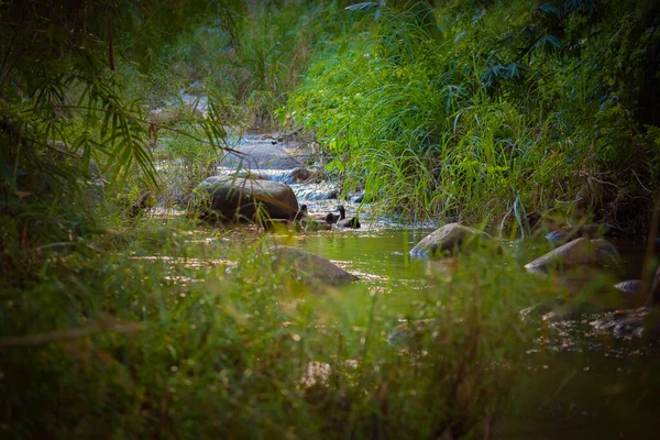 Imagen Del Grupo Patos Nadando Río —  Fotos de Stock