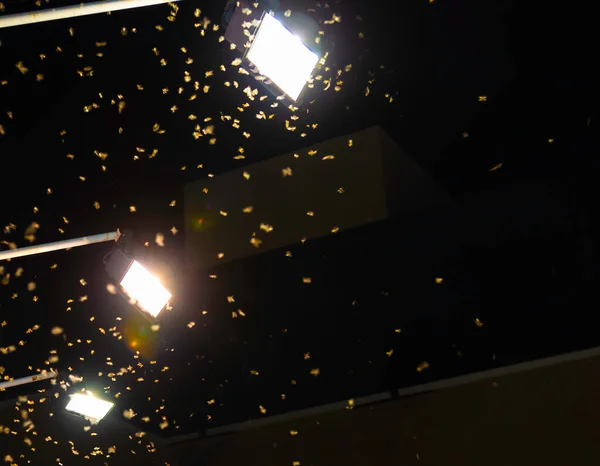 Imagen Grupo Termitas Reina Volando Las Luces Brillantes Por Noche —  Fotos de Stock