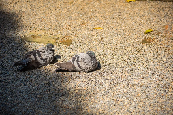 Bild Der Taube Stehen Auf Dem Boden Unter Baumschatten — Stockfoto