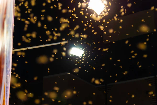 image of A group of termite queen flying at the bright lights at night.