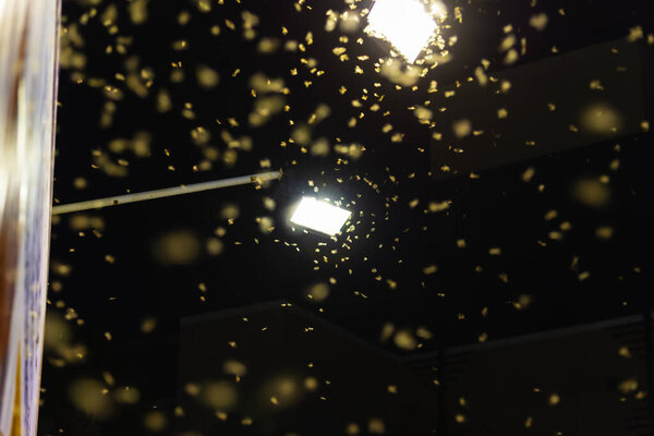 изображение группы термитной королевы, летящей на ярких огнях ночью.