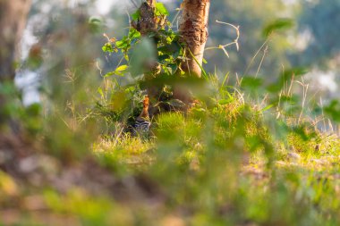Upupa (Uppala epops) kuşu, sabah sıcacık güneş ışığıyla çayırlarda yemek için yürür..