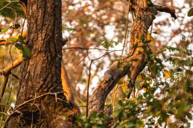 Sincap dallara yapışıyor, gündüzleri yiyecek bulmak için kabuğu kemiriyor..
