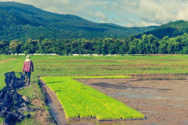 Genç pirinç demetindeki güzel güneşli günün görüntüsü çiftçiyle birlikte tarlanın köşesine ekilmek üzere hazırlandı. (Klasik ton))