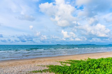 Kumda büyüyen yeşil keçi ayağı sarmaşığıyla güzel deniz ve mavi gökyüzünün görüntüsü..