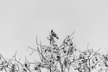 Siluet siyah ve beyaz kuşların ağaçta oturduğu berrak gökyüzü