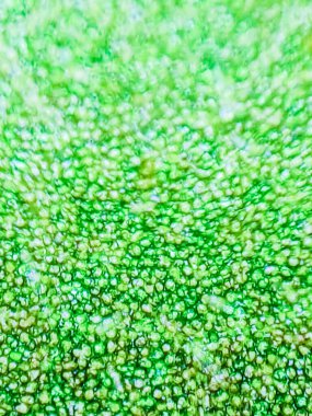 Soyut bulanıklık, mikroskop altında yeşil su bitkisinin yakın çekim görüntüleri. (dikey)